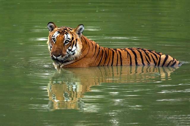 tiger having a swim at Bandipur National Park Karnataka India