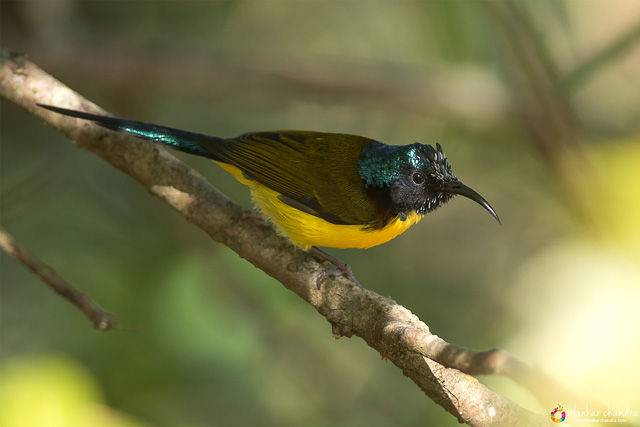 birding in chopta uttarakhand india