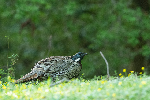 birds at chopta uttarakhand india