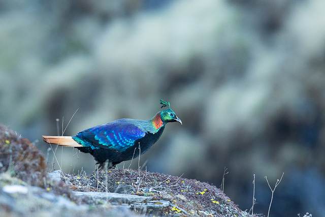 himalayan monal bird at chopta uttarakhand india