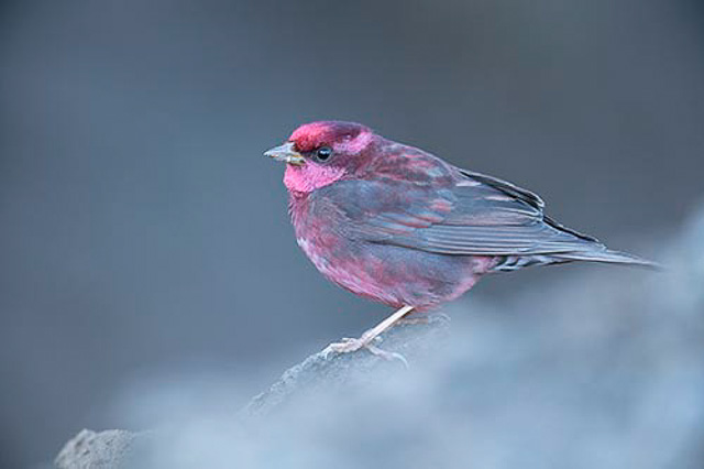 rosefinch bird in chopta uttarakhand india