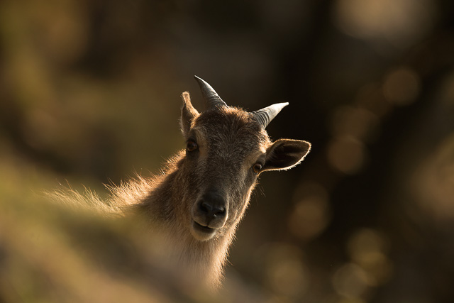 himalayan tahr in chopta uttarakhand india