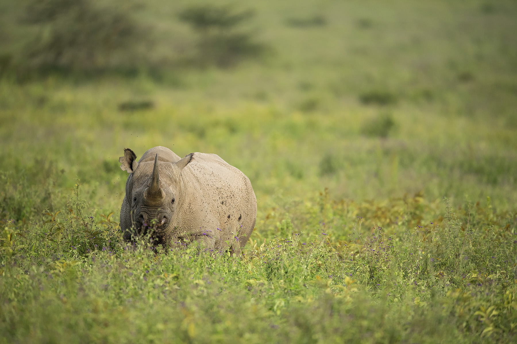 Rhino during Kenya wildlife safari experience