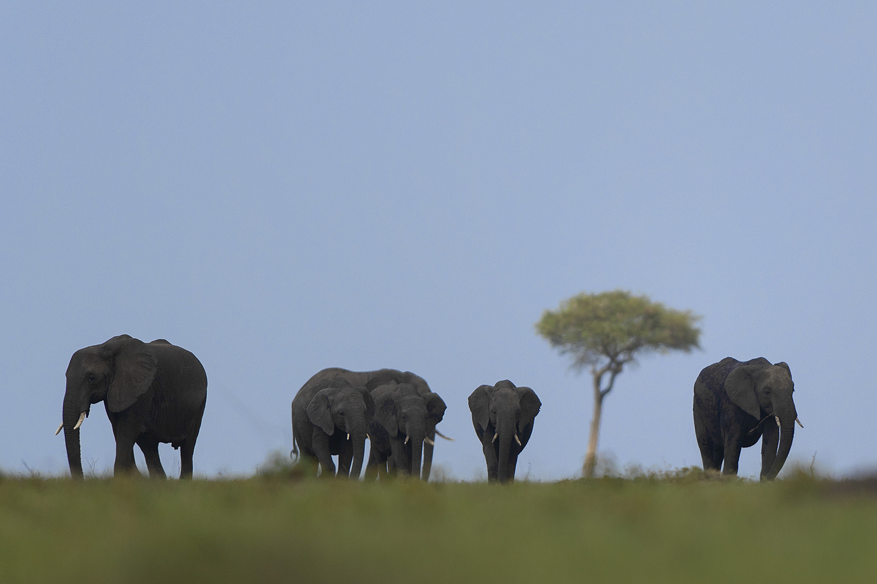 Elephants during Kenya wildlife safari experience