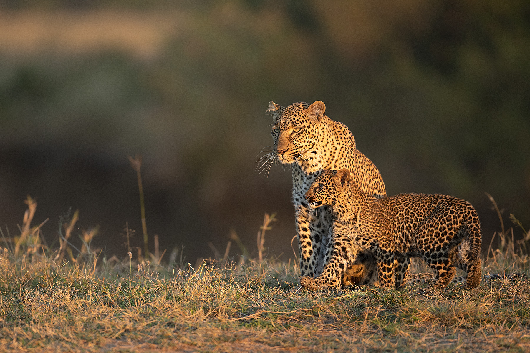 Leopard during Masai Mara Safari Packages