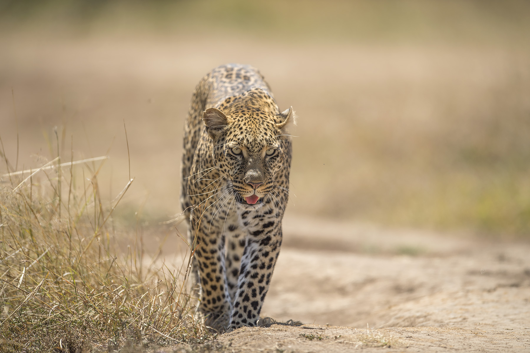 Leopard during Kenya wildlife safari experience
