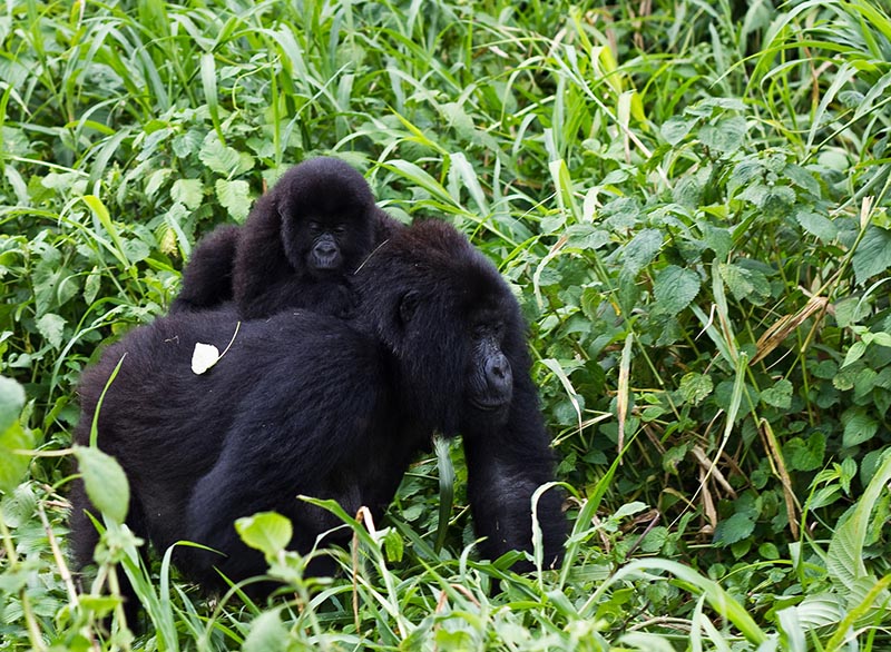 Mountain gorilla Rwanda