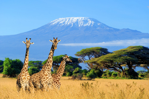 Mount Kilimanjaro tour