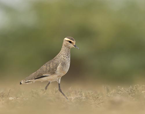 GRK Birding | eagles in india | indian birds of prey | Wild Voyager GRK Birding | eagles in india | indian birds of prey | Wild Voyager