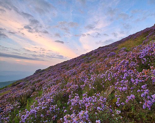 Nilgiri Biospehere Reserve | Nilgiri Mountains | Wild Voyager Nilgiri Biospehere Reserve | Nilgiri Mountains | Wild Voyager