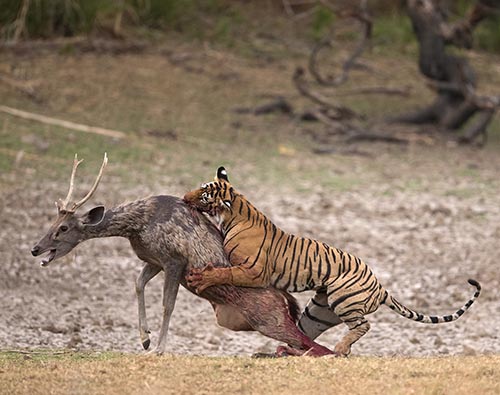 Ranthambore National Park | Oberoi Ranthambore | Wild Voyager Ranthambore National Park | Oberoi Ranthambore | Wild Voyager