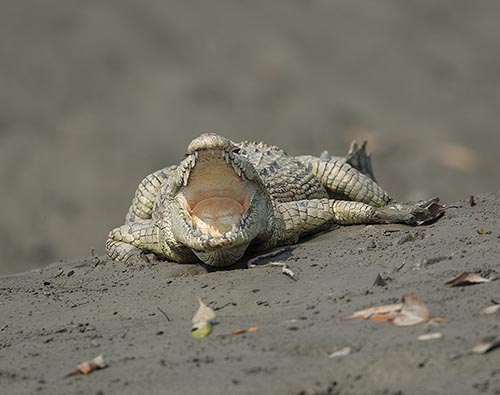 Sundarbans National Park | Sunderban Tiger | Wild Voyager Sundarbans National Park | Sunderban Tiger | Wild Voyager