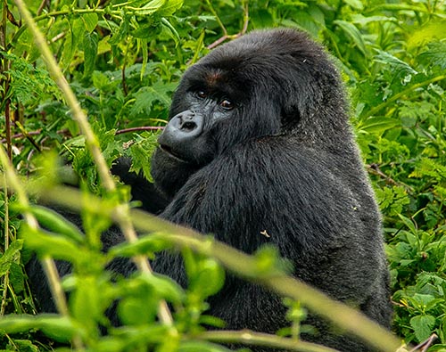 Gorilla Trekking Rwanda tour