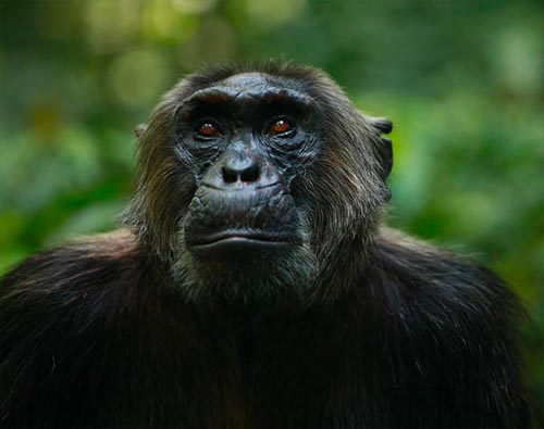 Gorilla & Chimpanzee Rwanda tour