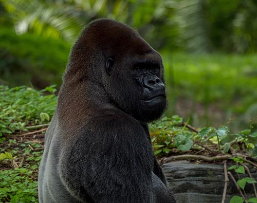 Gorilla, Chimpanzee and Wildlife Uganda tour