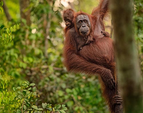 Indonesian Borneo Orangutan Expedition tour