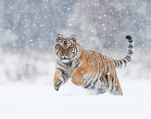 Siberian Tiger Tracking tour