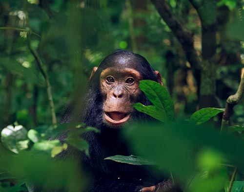 Gorilla and Chimpanzee Uganda tour