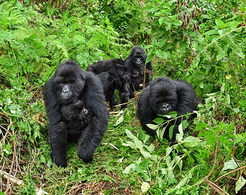  Gorilla Trekking Uganda tour