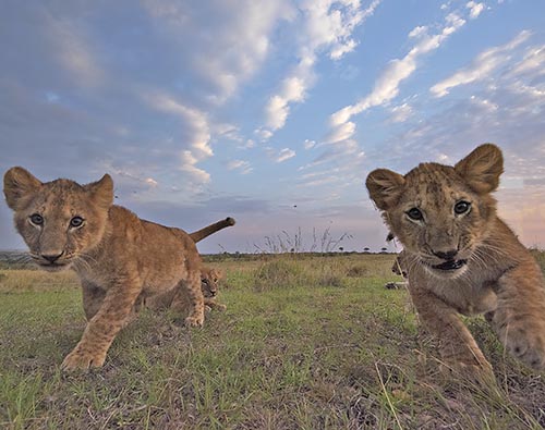 kenya family safaris