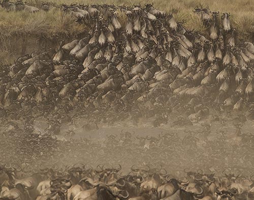 Great Migration Safari Packages