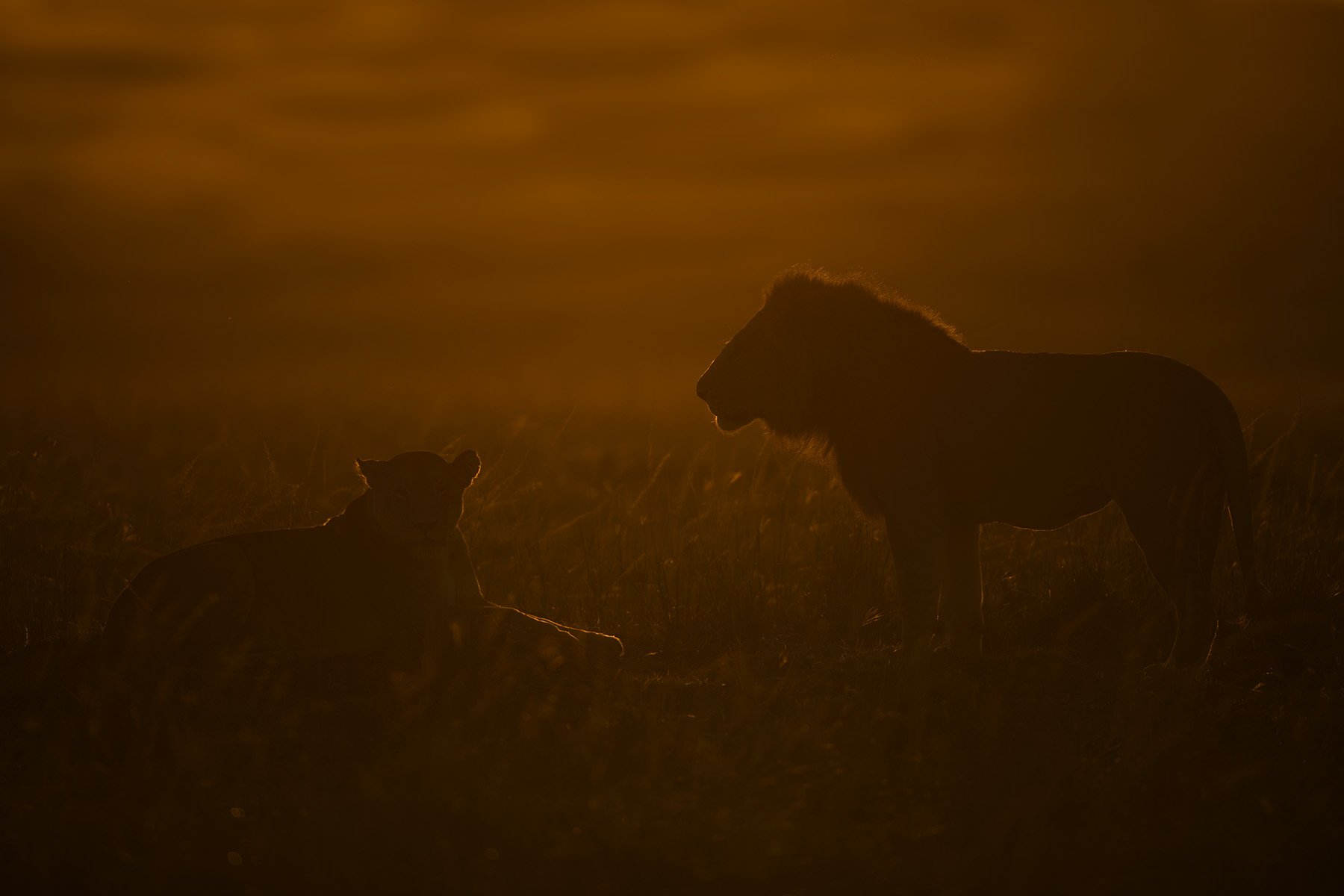 kenya masai mara safari