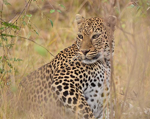 Tanzania Wildlife Safari