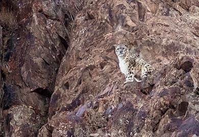 Snow Leopard Expedition