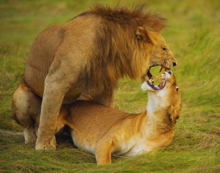 Tanzania wildlife tour