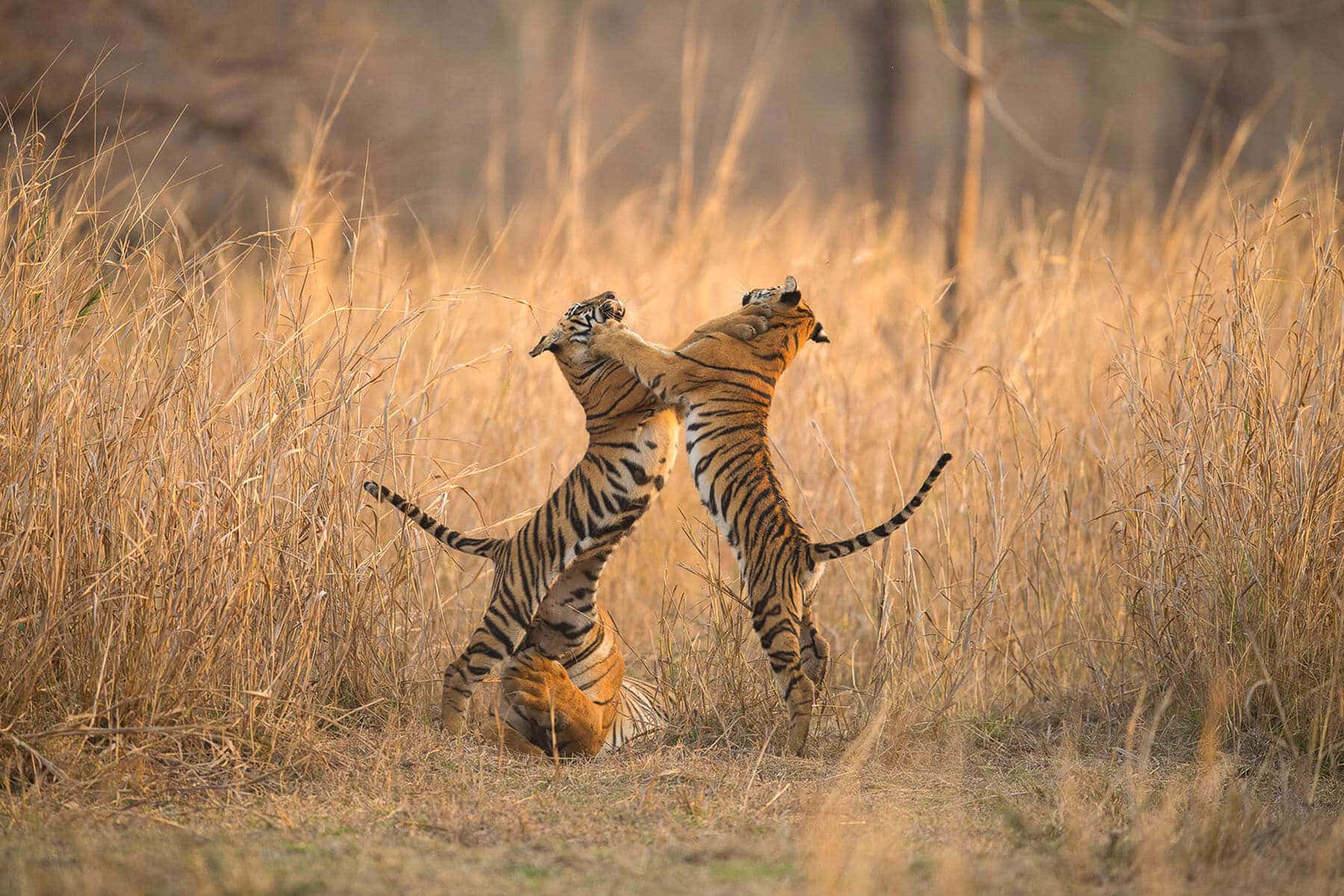 The story of the naughty Tiger cubs