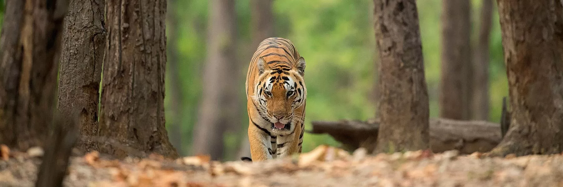 Spotting the elusive Tiger in India