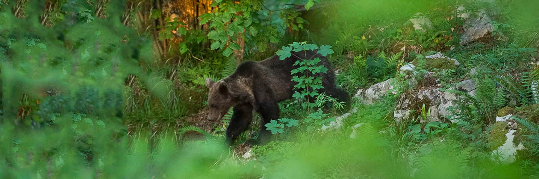 Spotting Brown bears of Slovenia