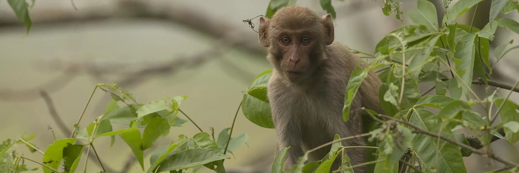 Hoolock Gibbon – On a Monkey hunt