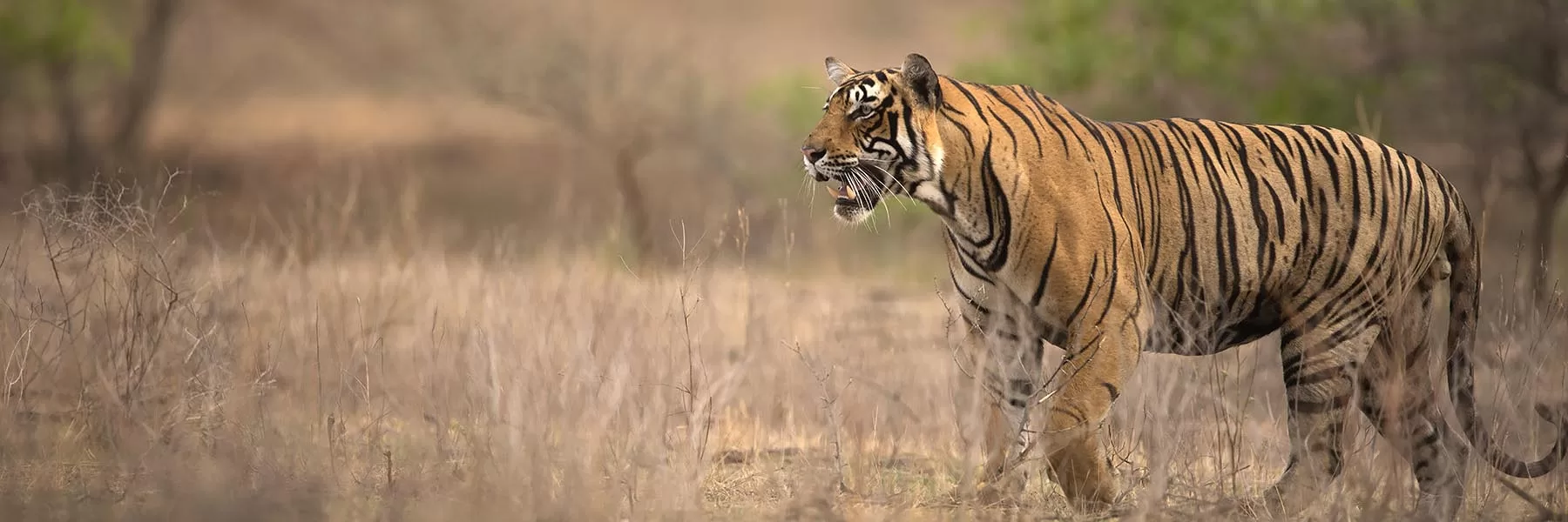 Ranthambhore Tiger Kill – A story in pictures