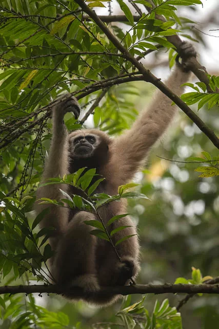 hoolock gibbon female