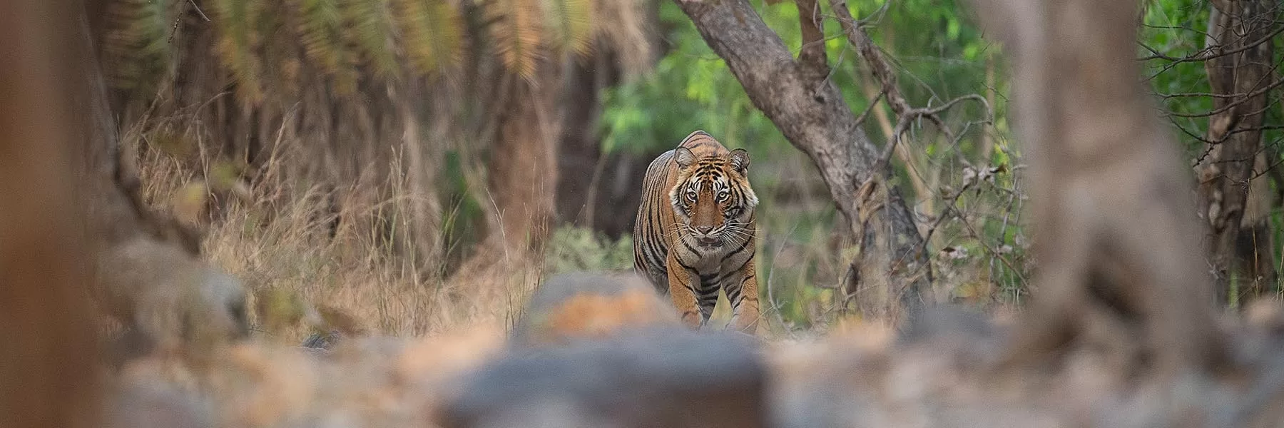 10 destinations to spot tigers in India
