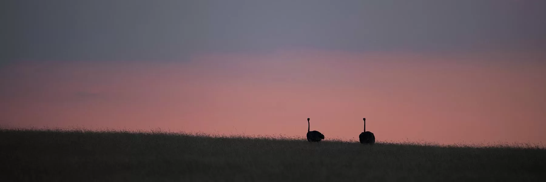 Birding experience at Kenya