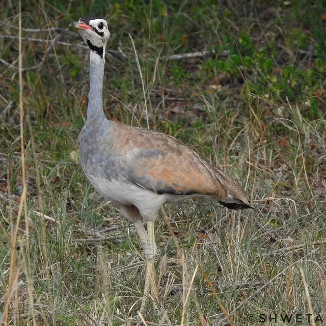 eupodotis