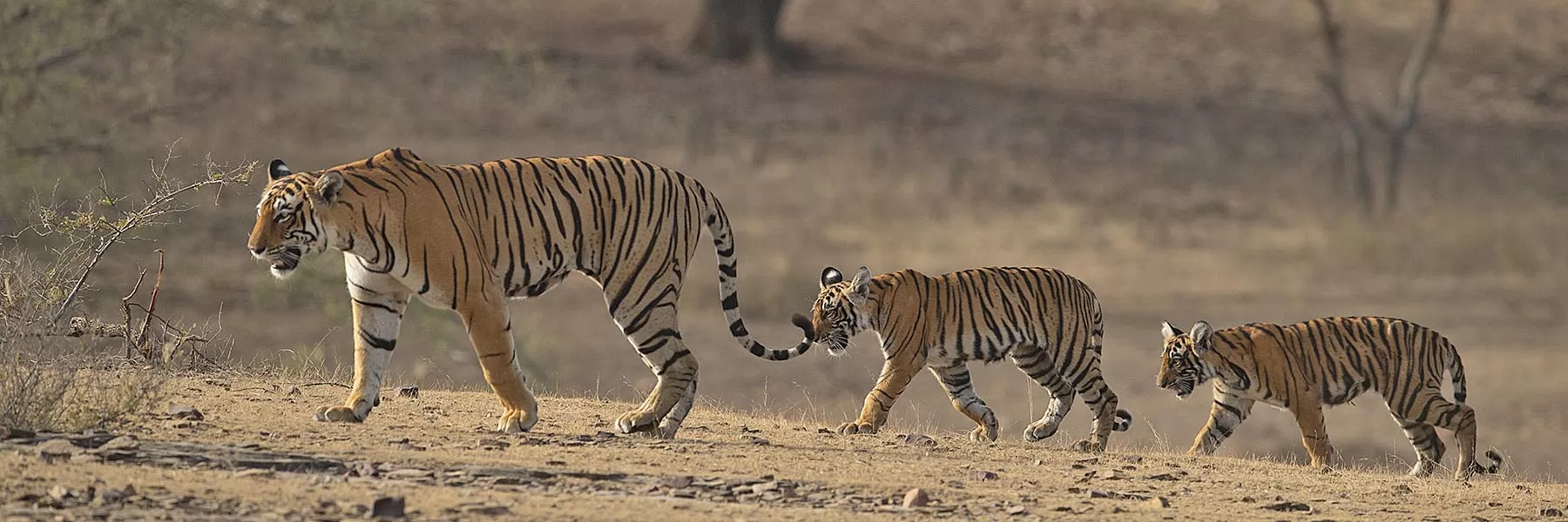 Tiger families of Ranthambore