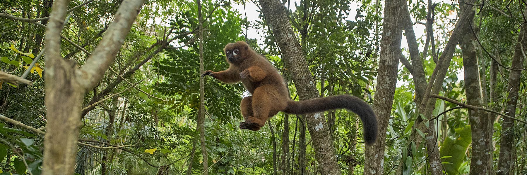 Wildlife of Madagascar