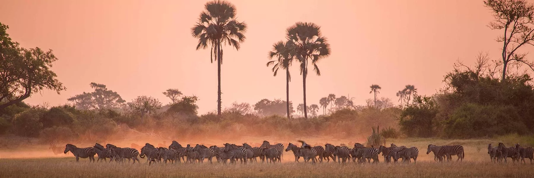 Botswana’s Zebra Migration
