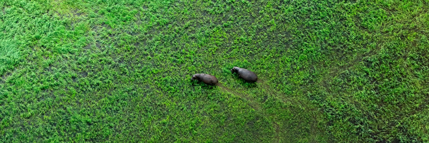 Wildlife of Okavango Delta