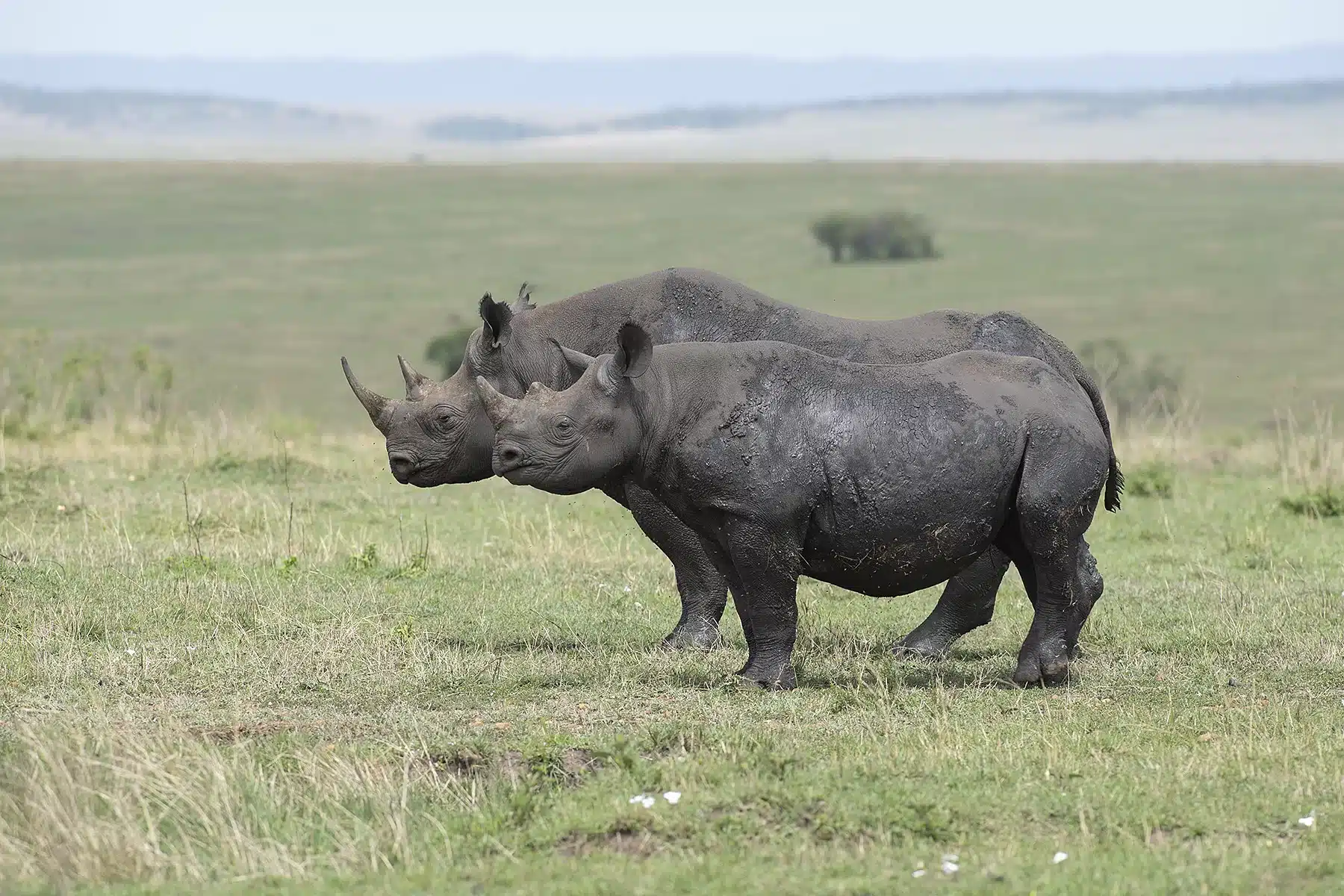 Rhinoceros 
