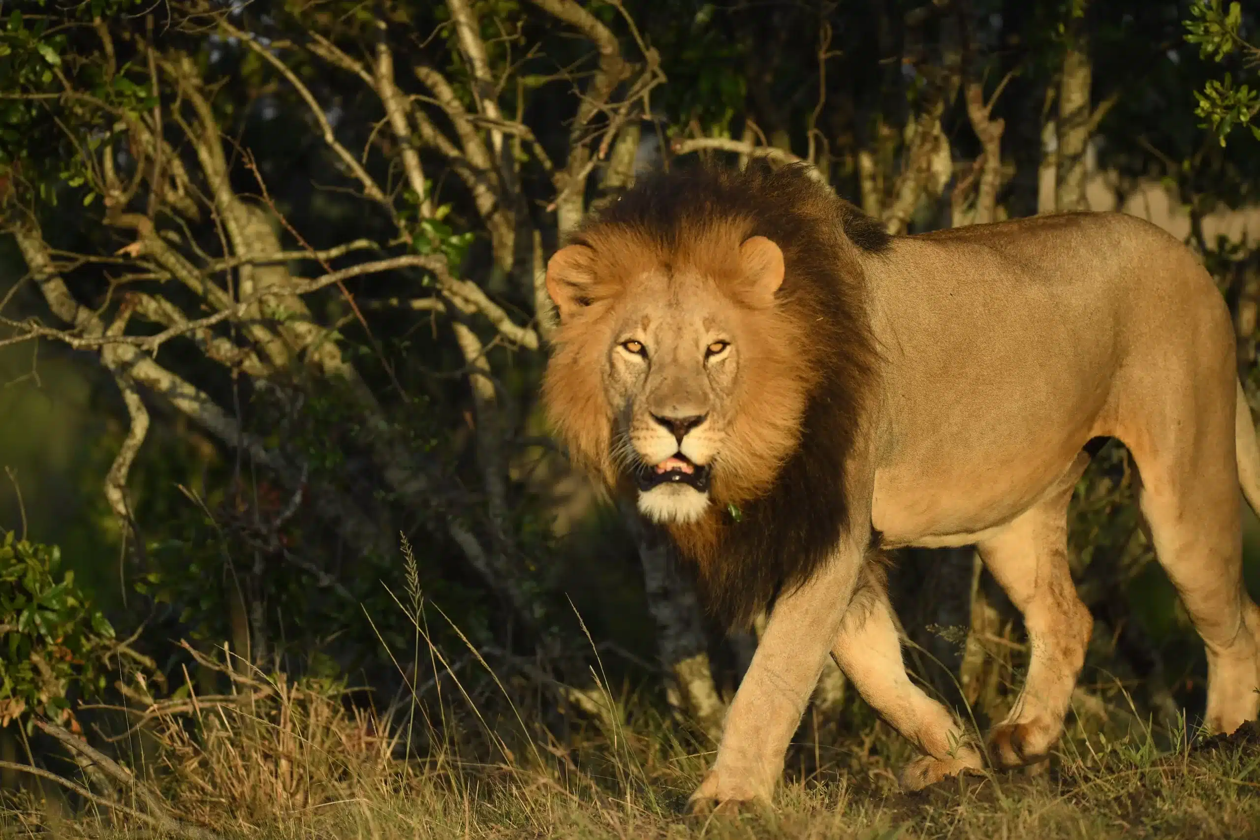 African Lion
