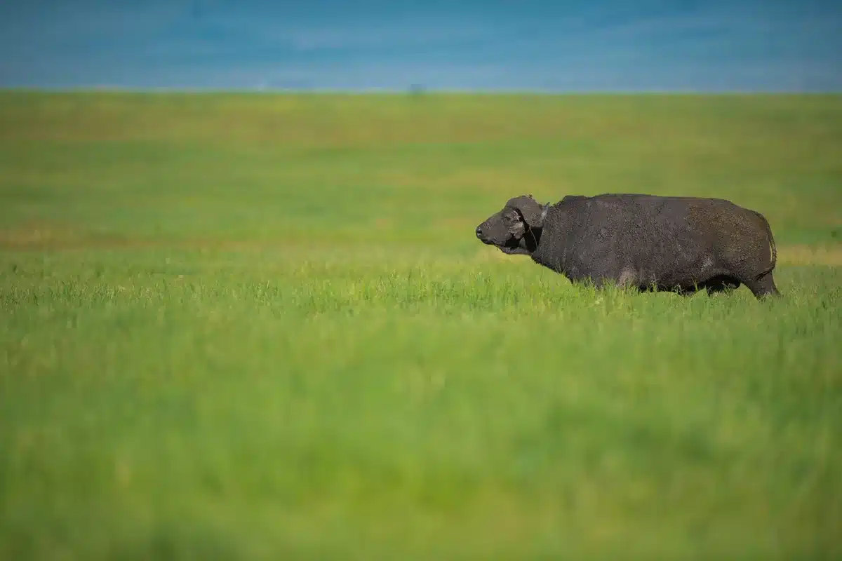 Cape buffalo