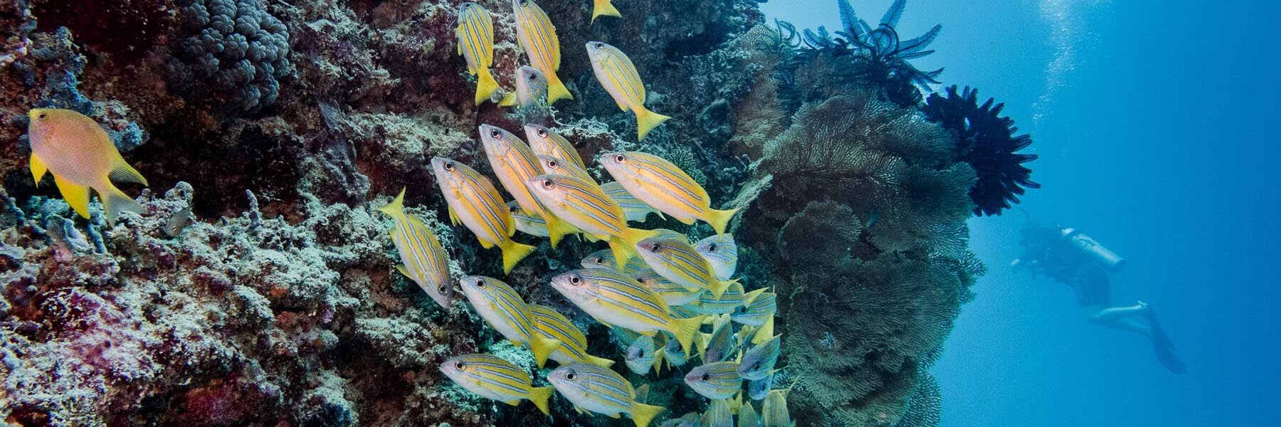 Diving in Raja Ampat