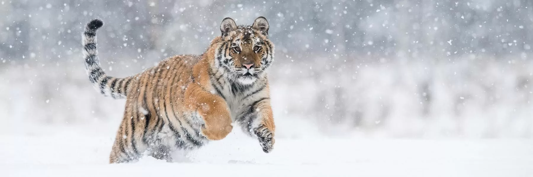 Tracking Siberian Tigers