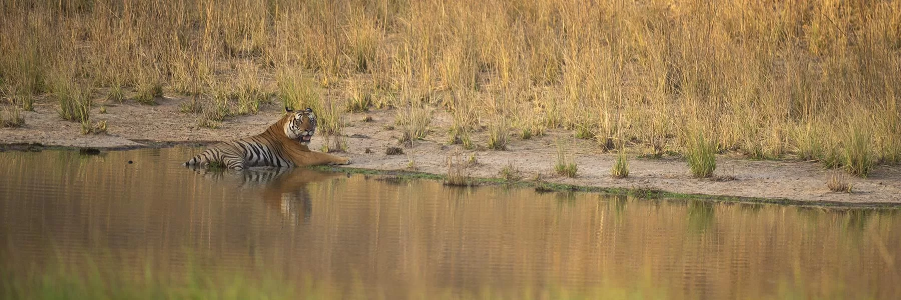 Tigers of Bandhavgarh national park