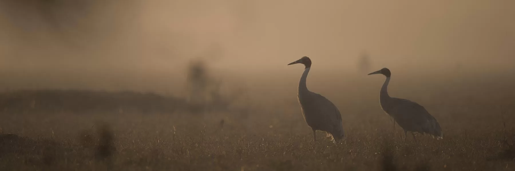 State birds of India