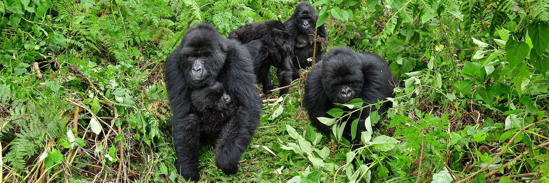 Primate species of Africa